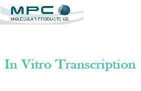 In Vitro Transcription