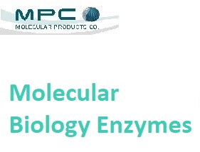 Molecular Biology Enzymes