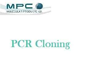 PCR Cloning