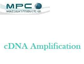 cDNA Amplification