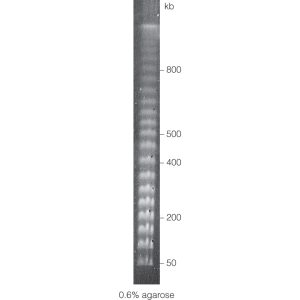 ProMega-Markers® Lambda Ladders