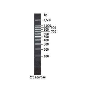 BenchTop 100bp DNA Ladder
