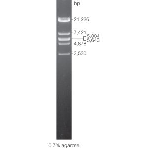 λ DNA/EcoRI Markers