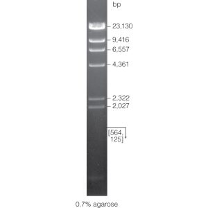 λ DNA/HindIII Markers