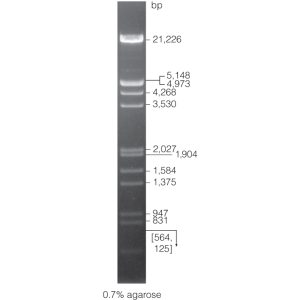 λ DNA/EcoRI + HindIII Markers: