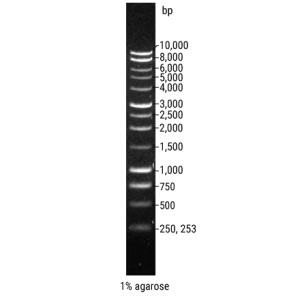 BenchTop 1kb DNA Ladder