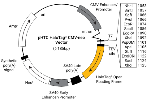  phtc pHTC HaloTag® CMV-neo Vector – Molecular Products Co.