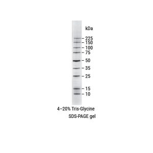 Broad Range Protein Molecular Weight Markers
