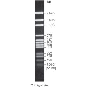 BenchTop pGEM® DNA Markers