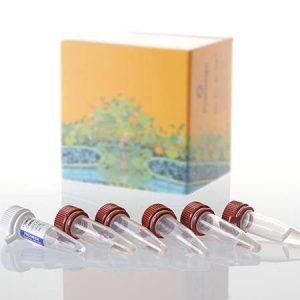BL21(DE3)pLysS Competent Cells
