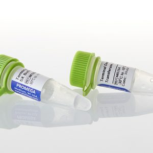 Terminal Deoxynucleotidyl Transferase, Recombinant
