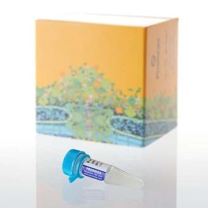 Bacterial Strain JM109
