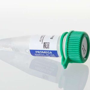 pTargeT™ Sequencing Primer